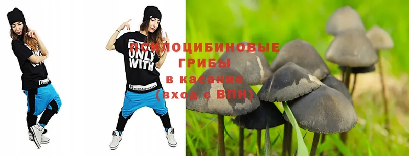 Псилоцибиновые грибы Psilocybe  Трубчевск 